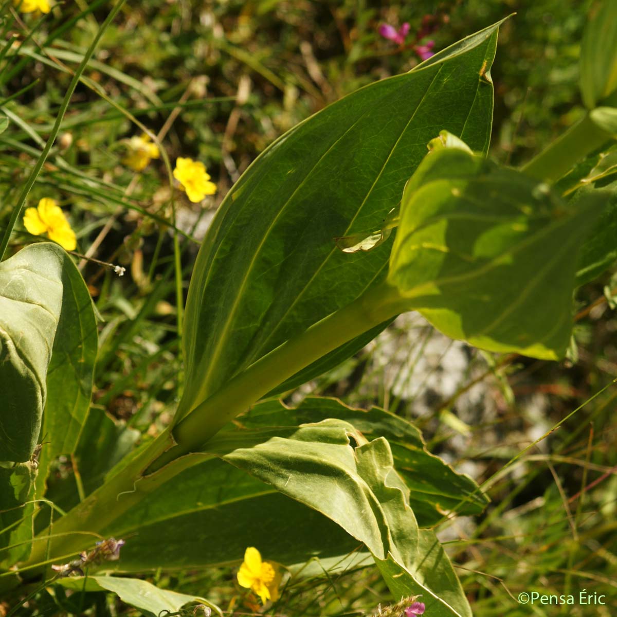 Gentiane jaune - Gentiana lutea subsp. lutea