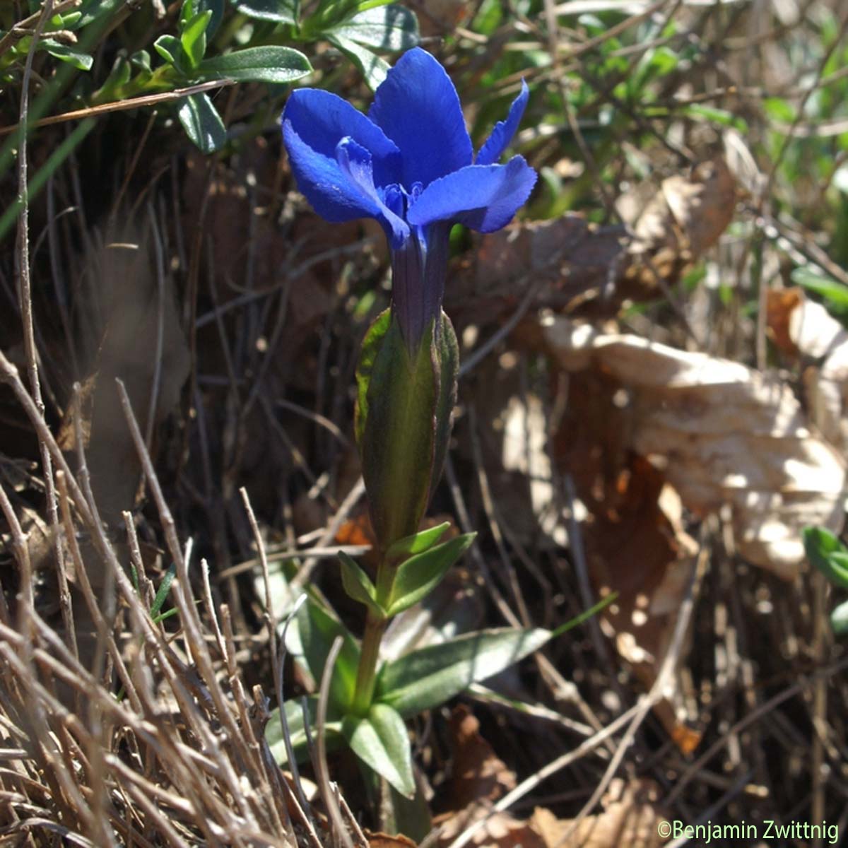 Gentiane printanière - Gentiana verna