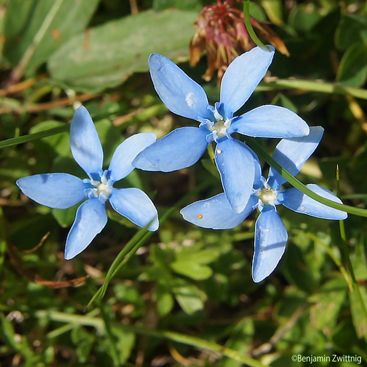 Gentiane printanière - Gentiana verna