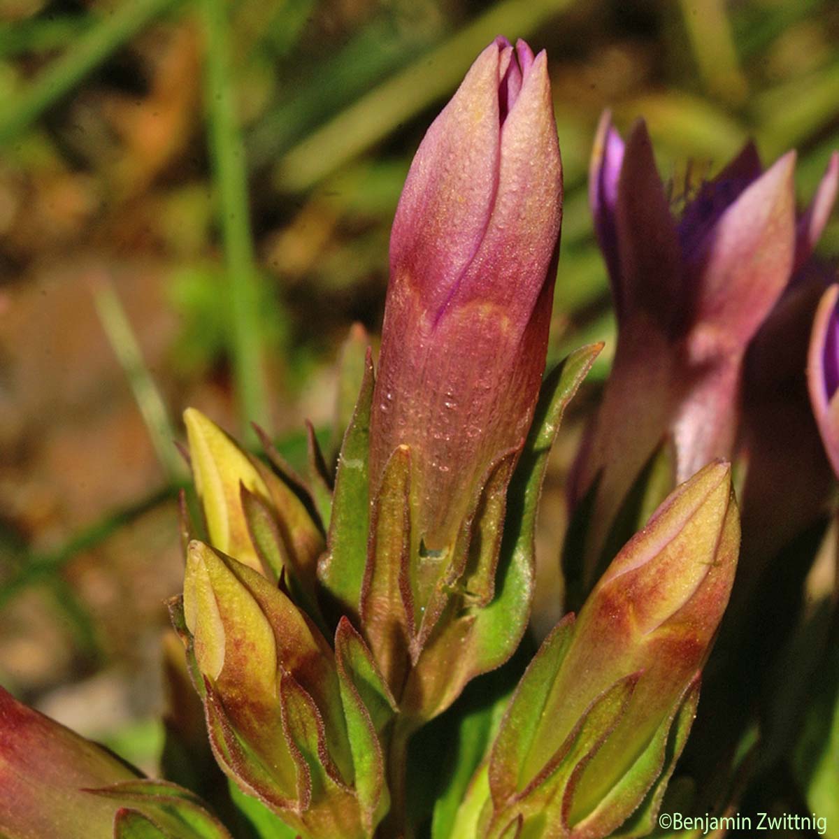 Gentianelle d'Allemagne - Gentianella germanica