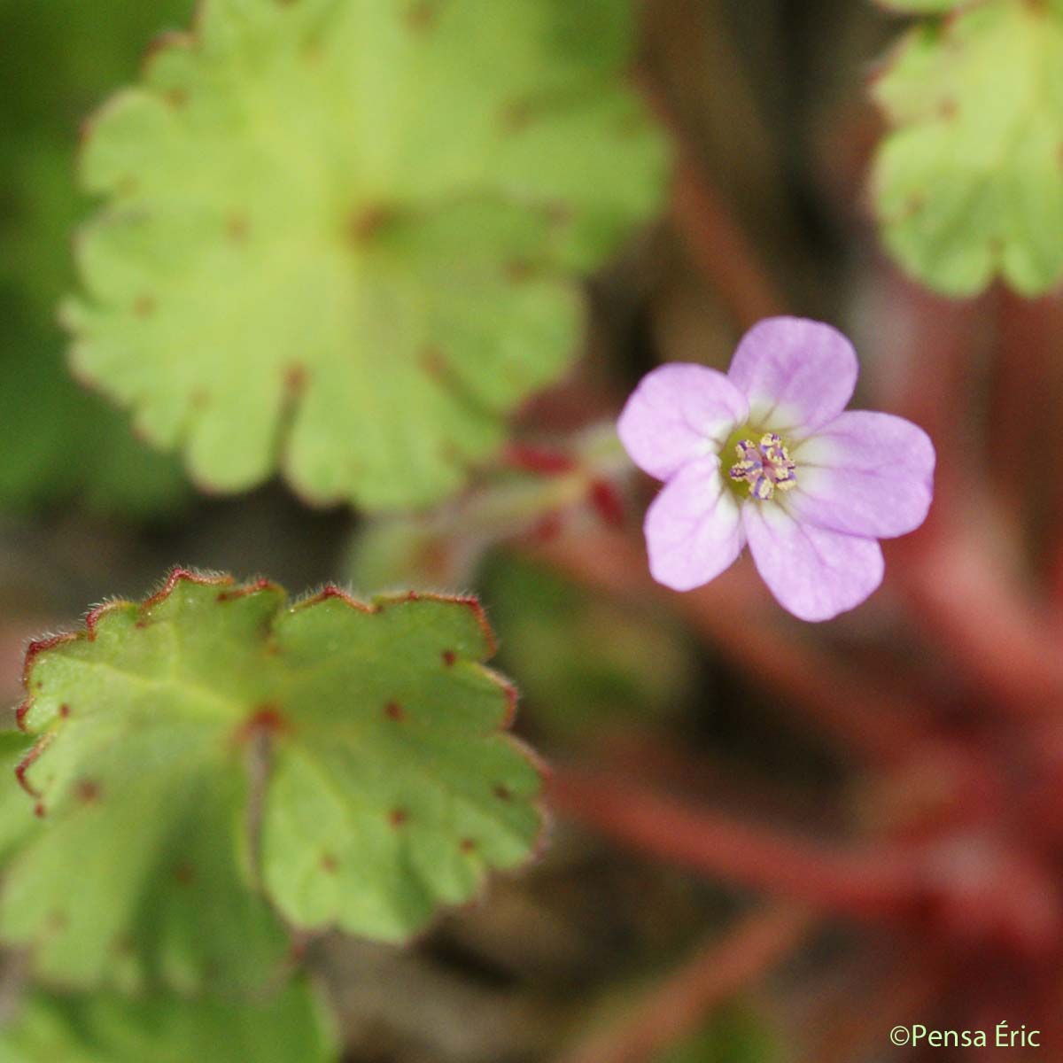 Géranium à feuilles rondes - Geranium rotundifolium