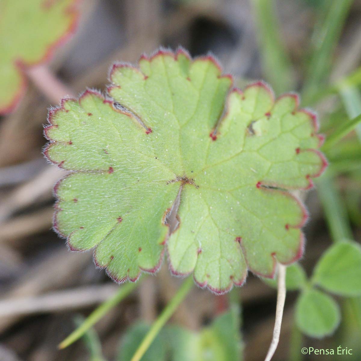 Géranium à feuilles rondes - Geranium rotundifolium