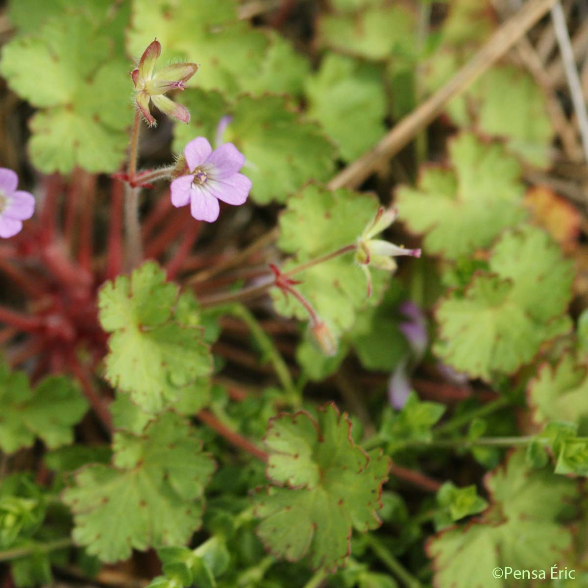 Géranium à feuilles rondes - Geranium rotundifolium