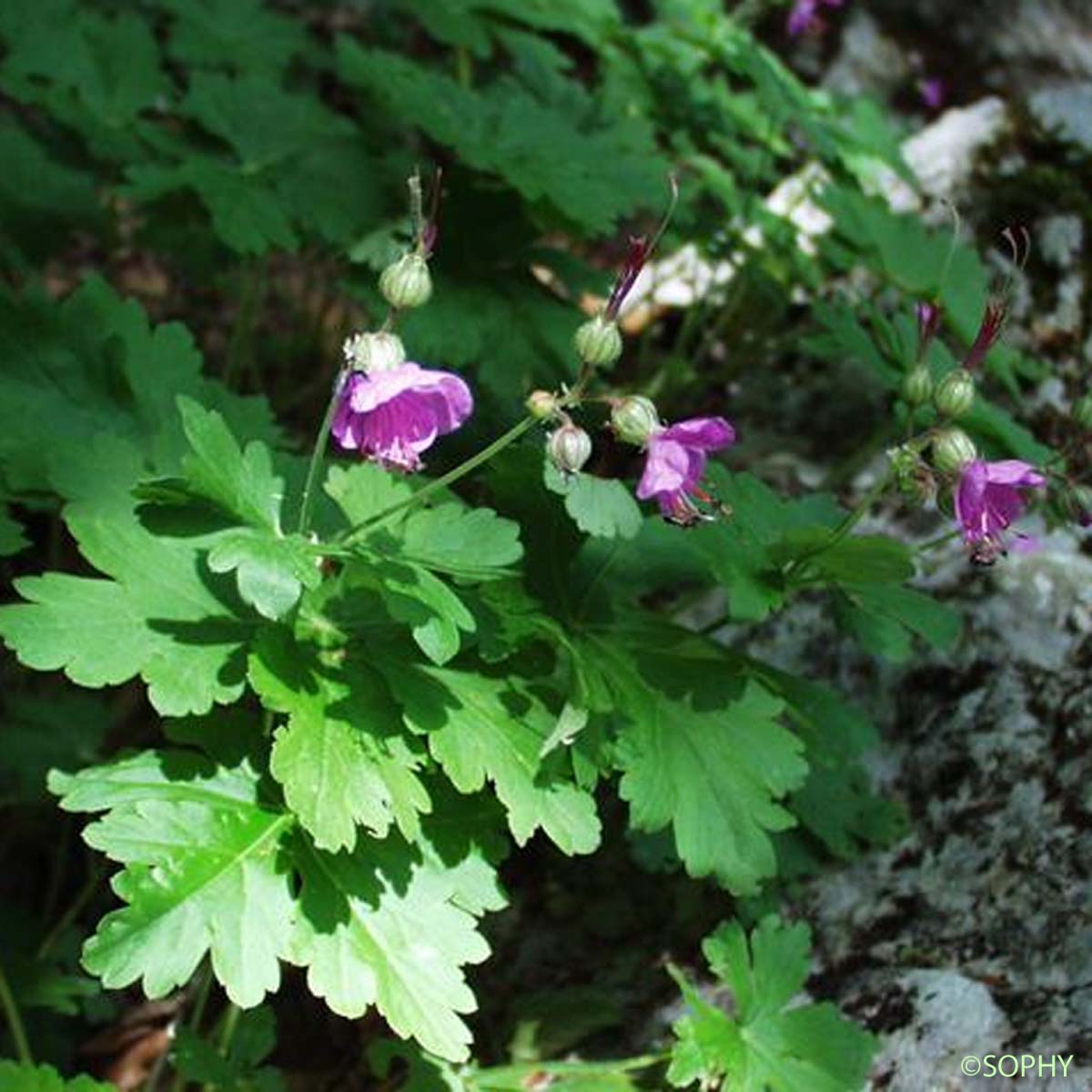 Géranium à gros rhizome - Geranium macrorrhizum