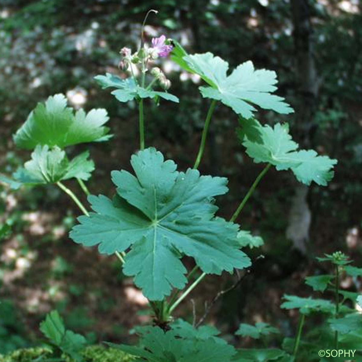 Géranium à gros rhizome - Geranium macrorrhizum