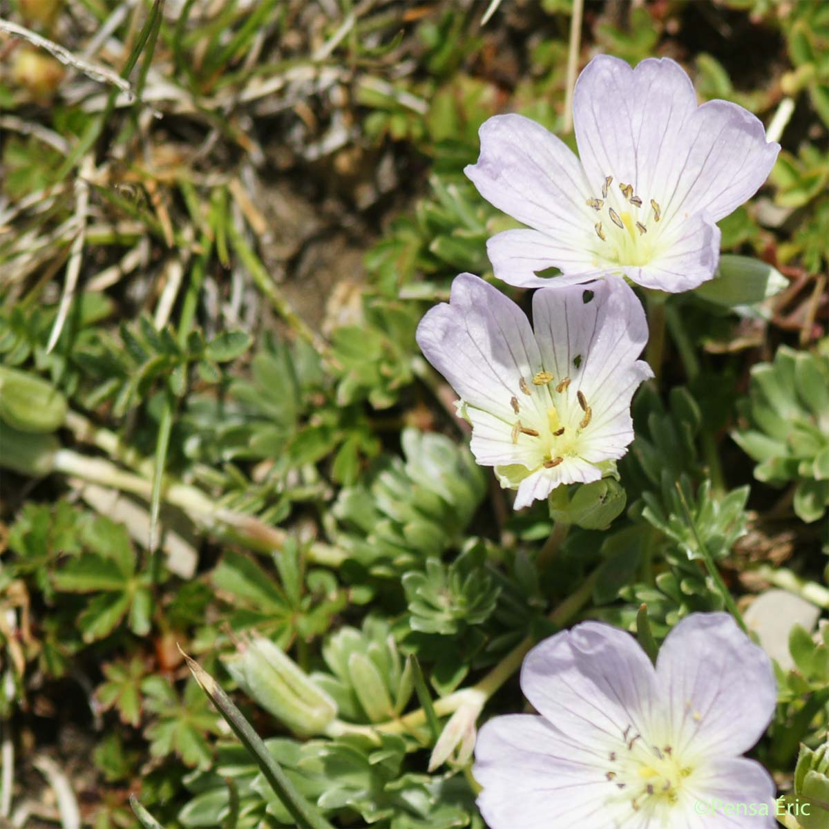 Géranium argenté - Geranium argenteum