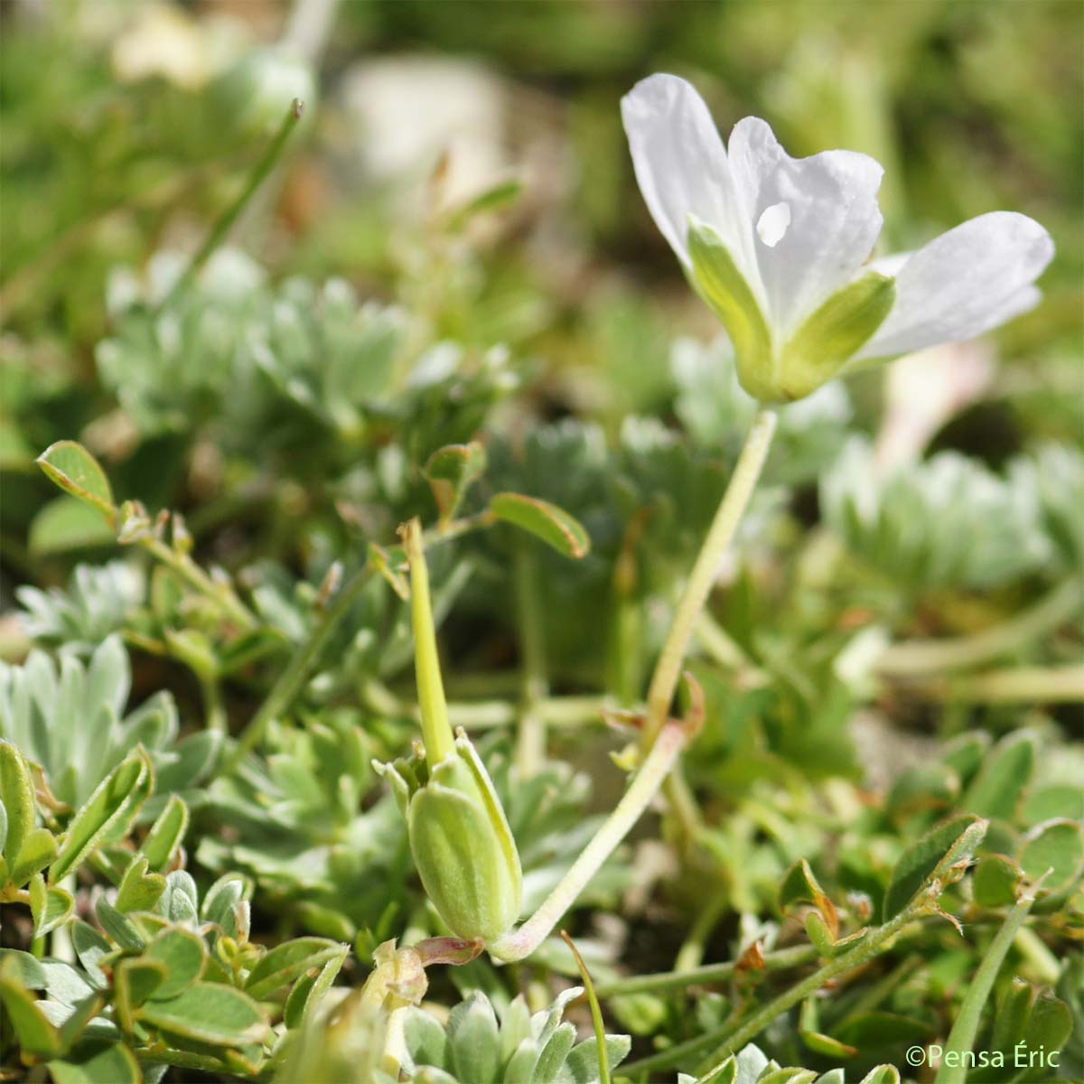 Géranium argenté - Geranium argenteum