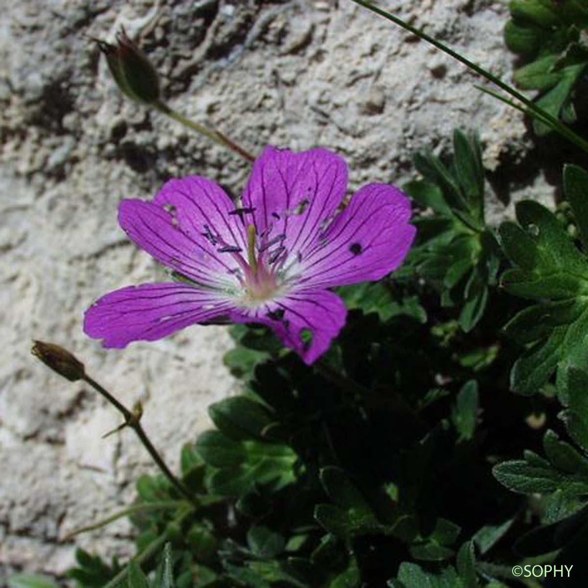 Géranium cendré - Geranium cinereum