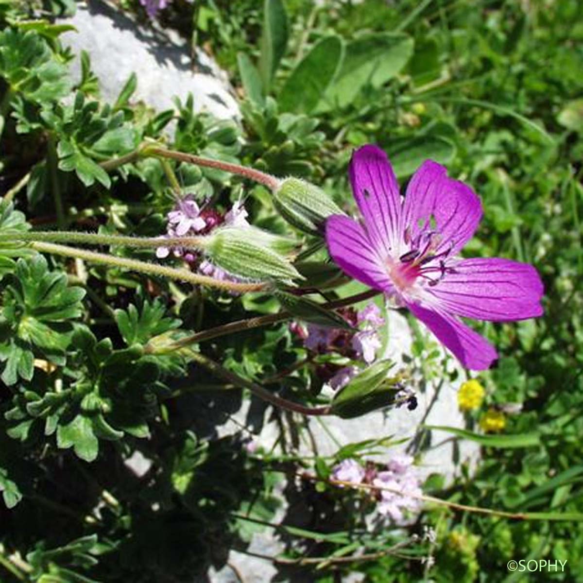 Géranium cendré - Geranium cinereum