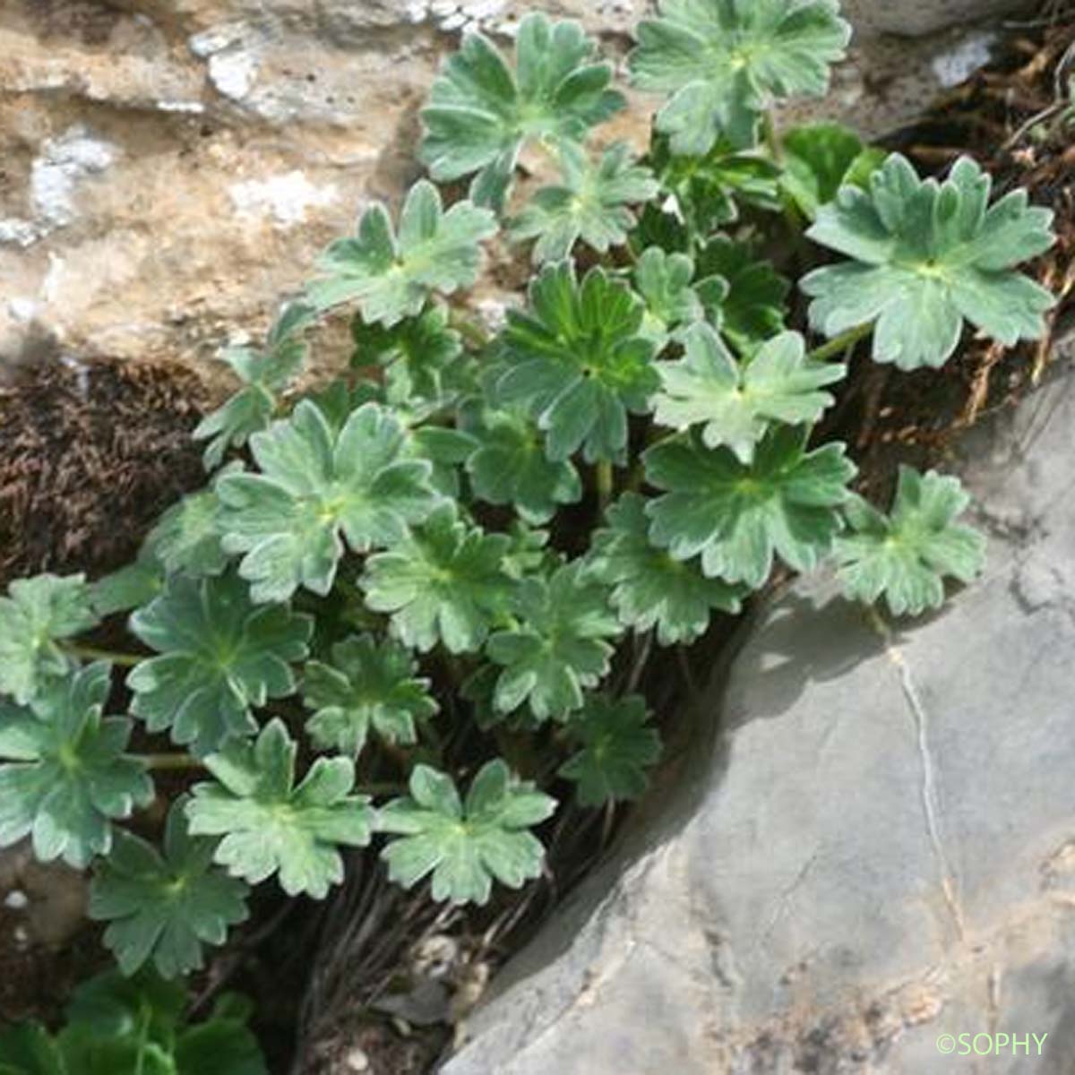 Géranium cendré - Geranium cinereum