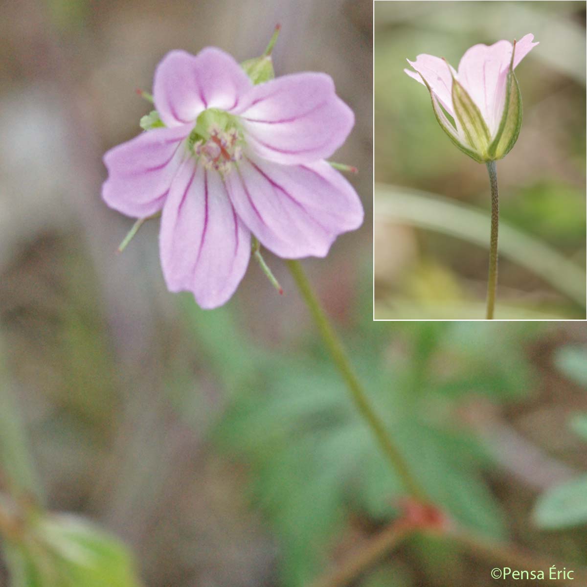 Géranium colombin - Geranium columbinum