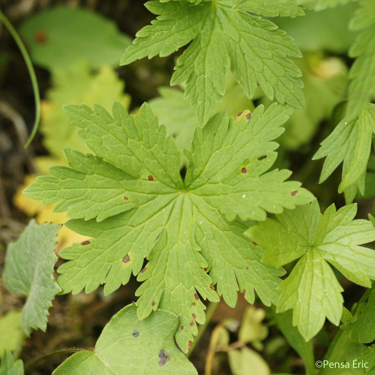 Géranium des bois - Geranium sylvaticum