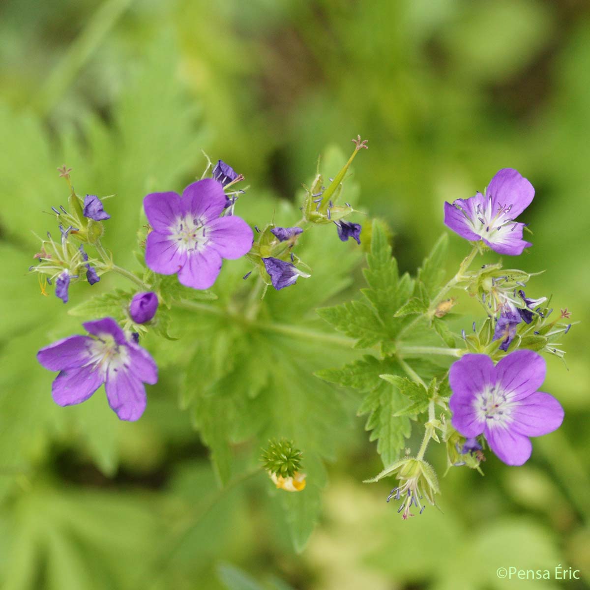 Géranium des bois - Geranium sylvaticum