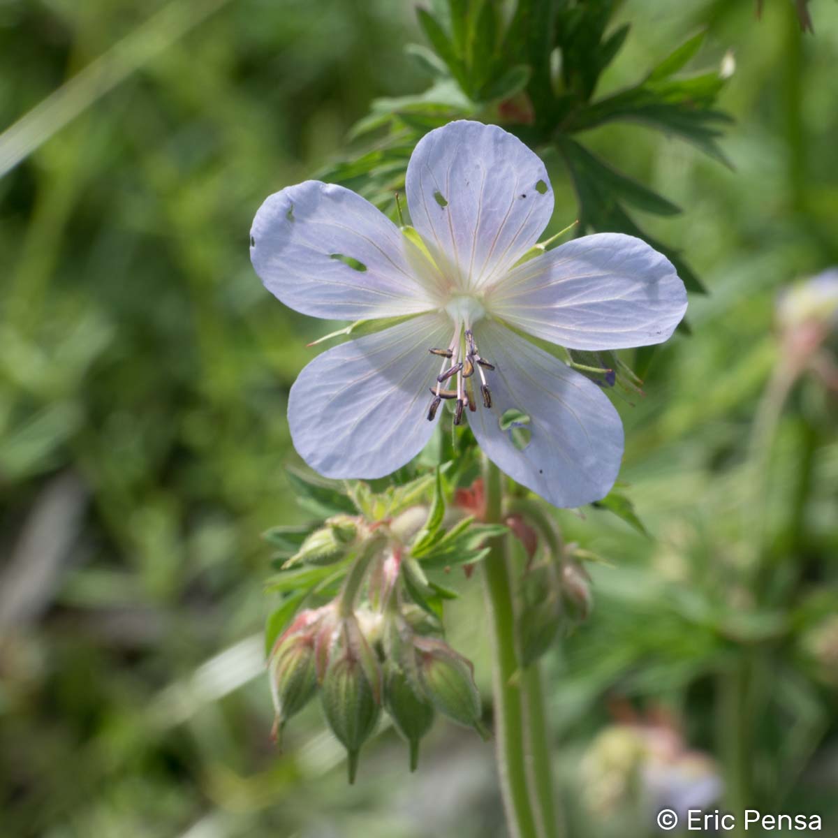 Géranium des prés - Geranium pratense