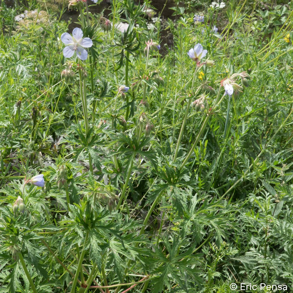 Géranium des prés - Geranium pratense