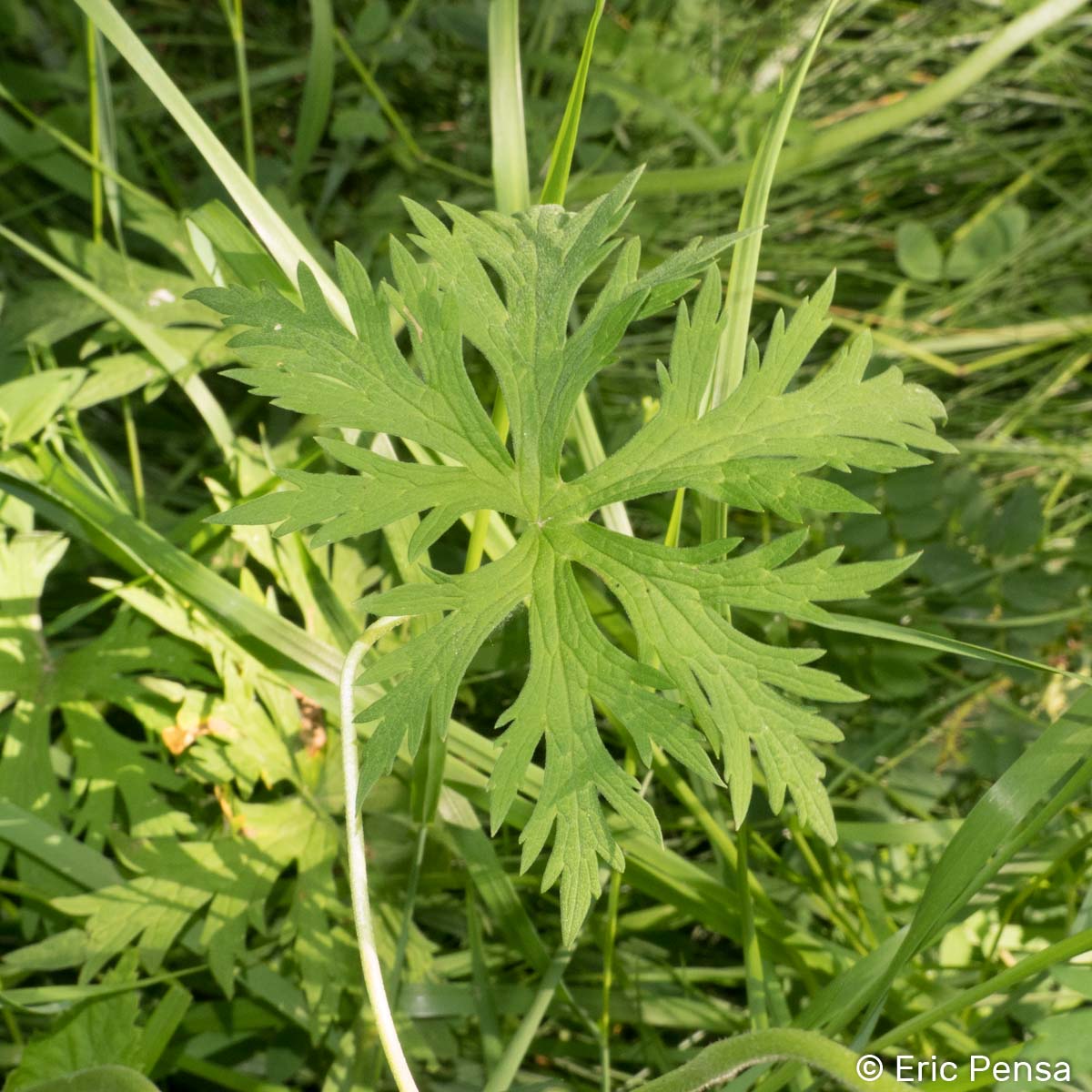 Géranium des prés - Geranium pratense