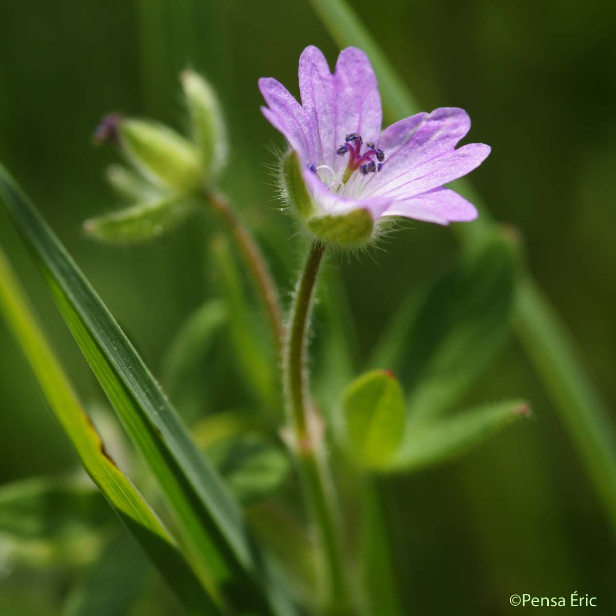 Géranium des Pyrénées - Geranium pyrenaicum subsp. pyrenaicum