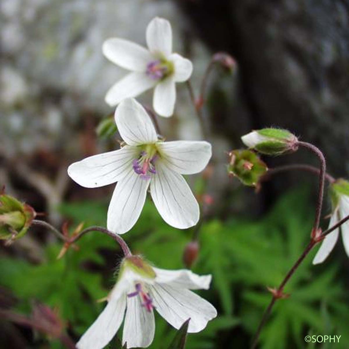 Géranium des ruisseaux - Geranium rivulare