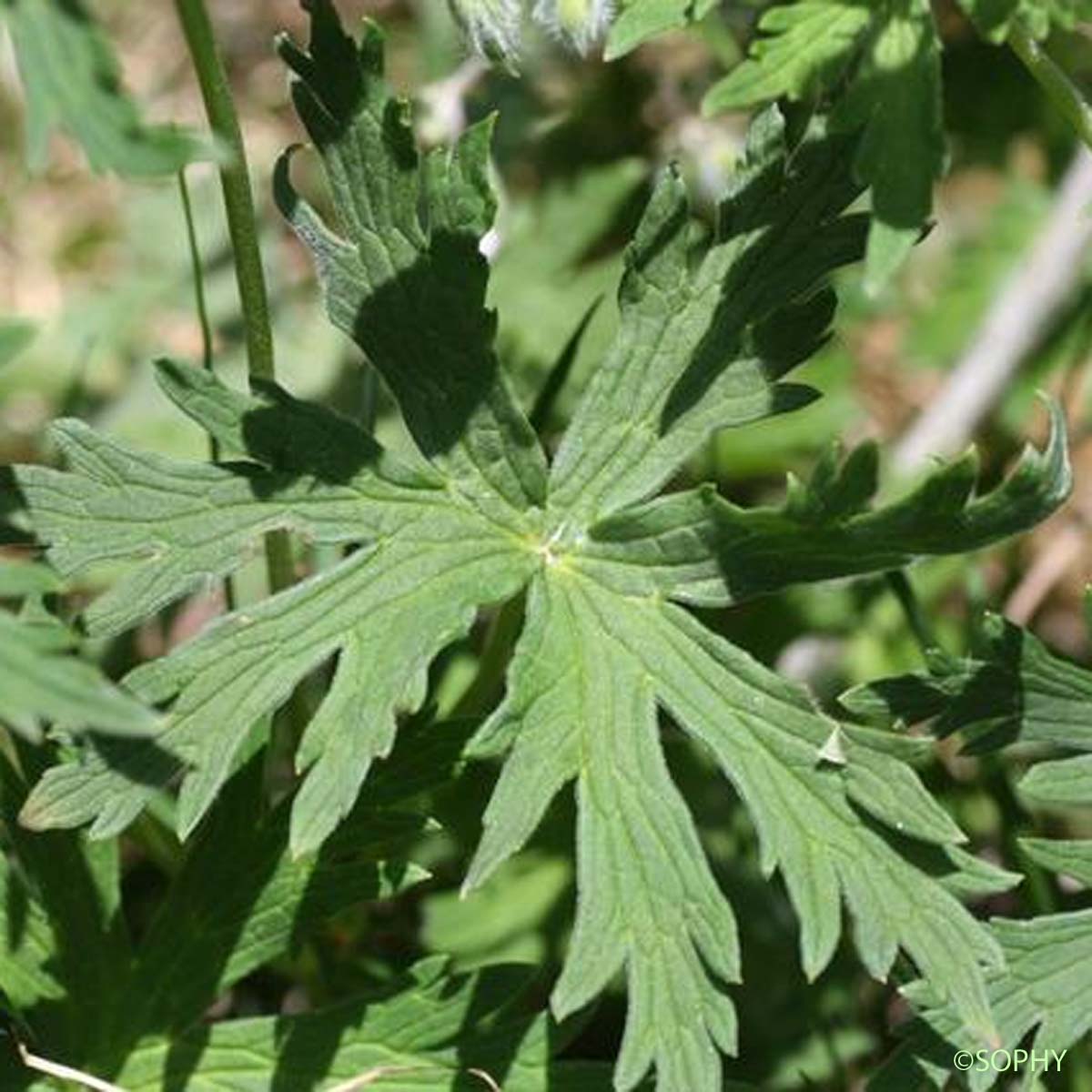 Géranium des ruisseaux - Geranium rivulare