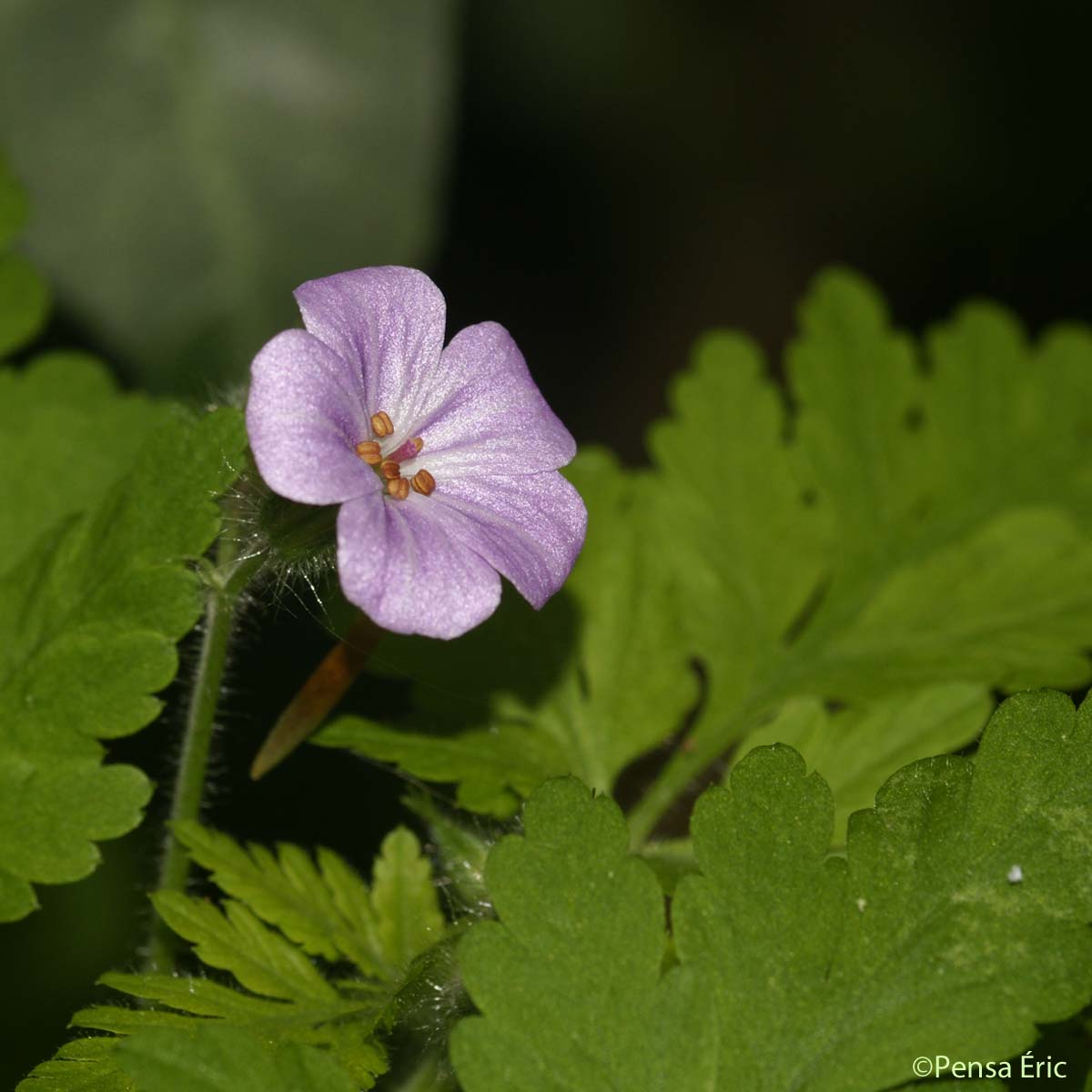 Géranium Herbe à Robert - Geranium robertianum