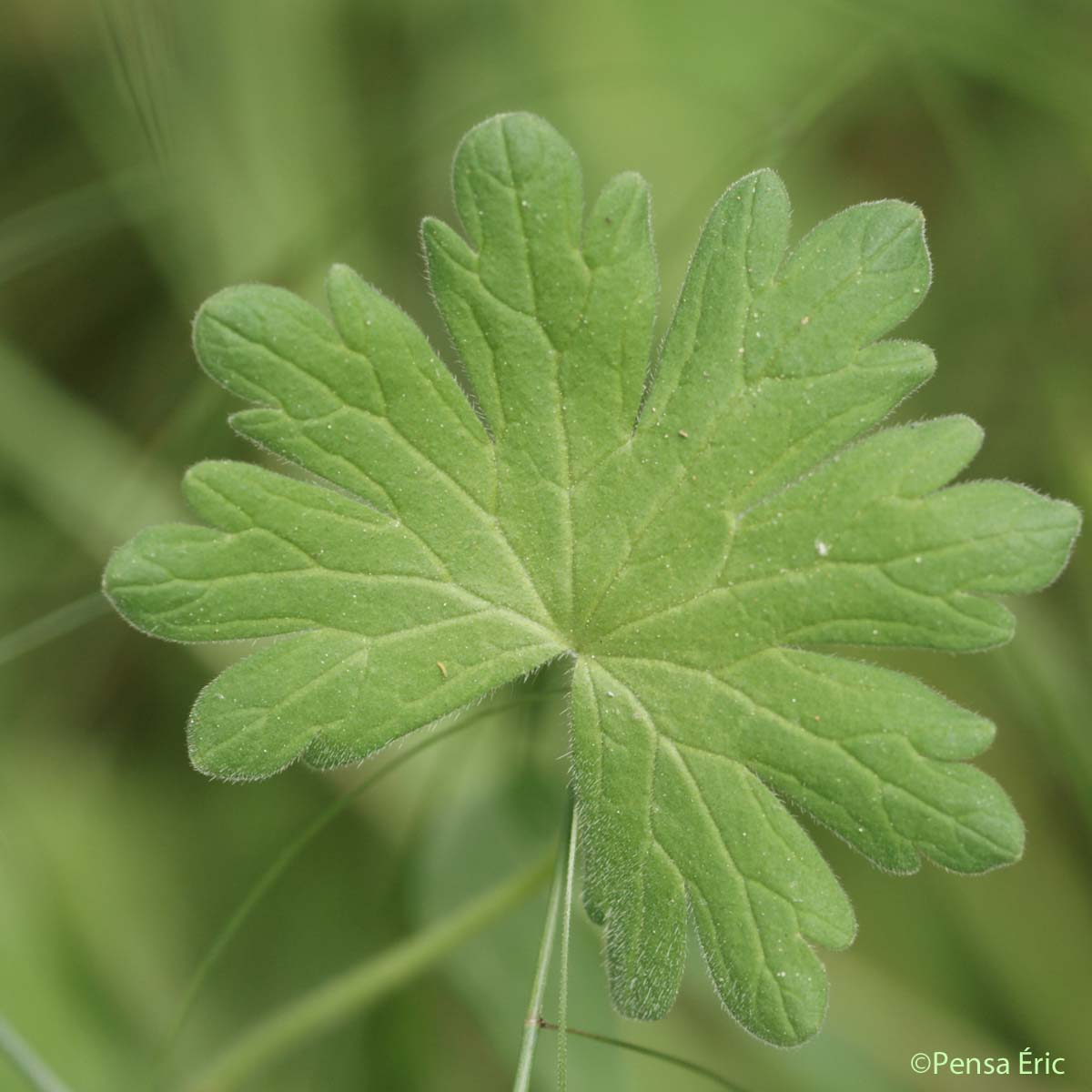 Géranium mou - Geranium molle