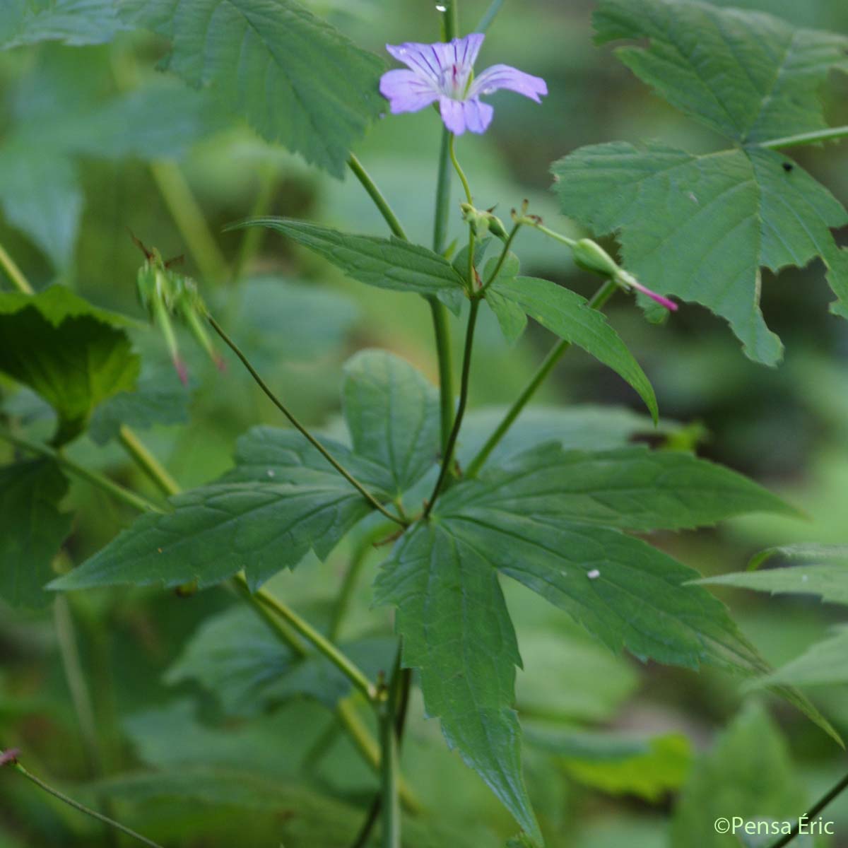 Géranium noueux - Geranium nodosum