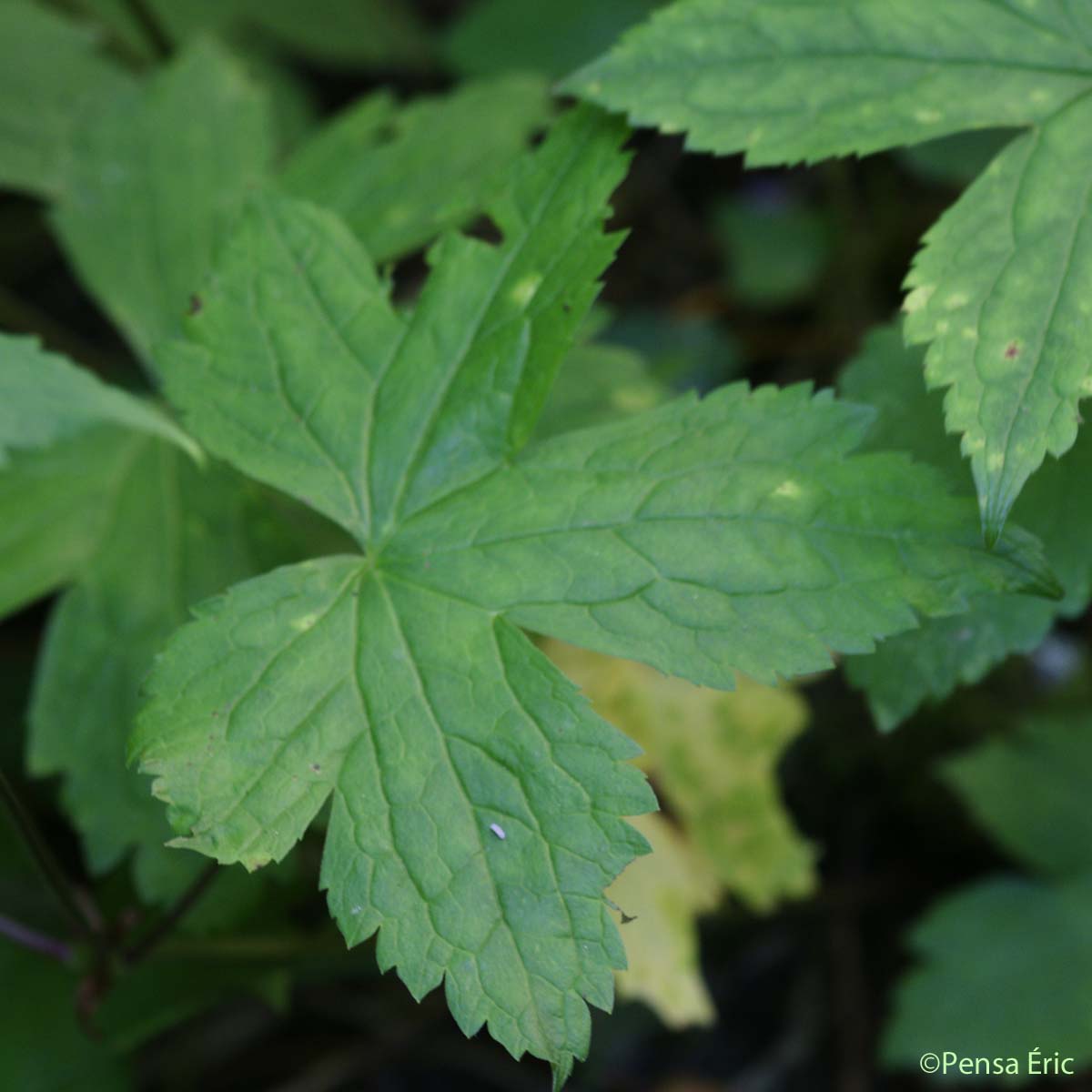 Géranium noueux - Geranium nodosum