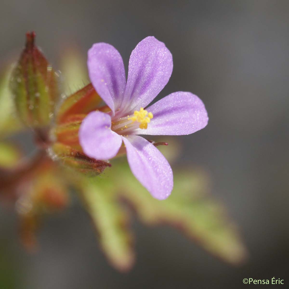 Géranium pourpre - Geranium purpureum