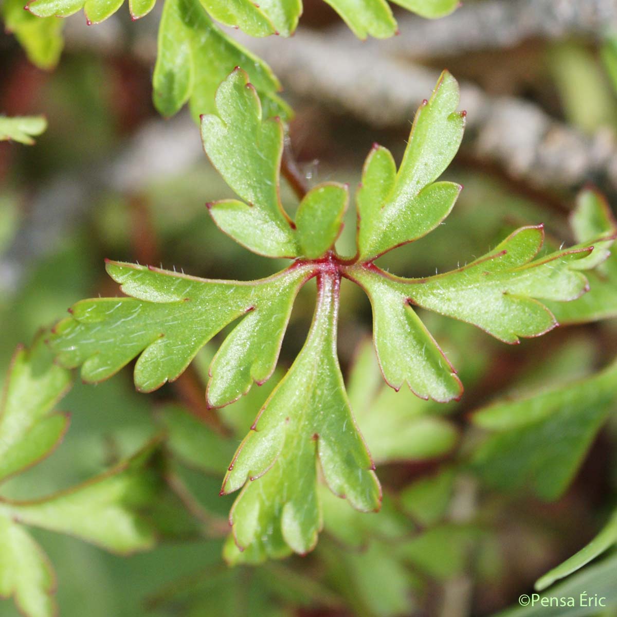 Géranium pourpre - Geranium purpureum