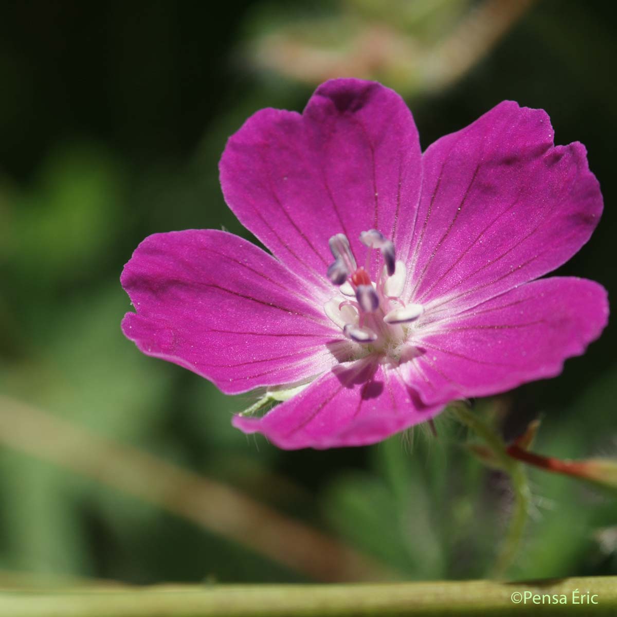 Géranium sanguin - Geranium sanguineum