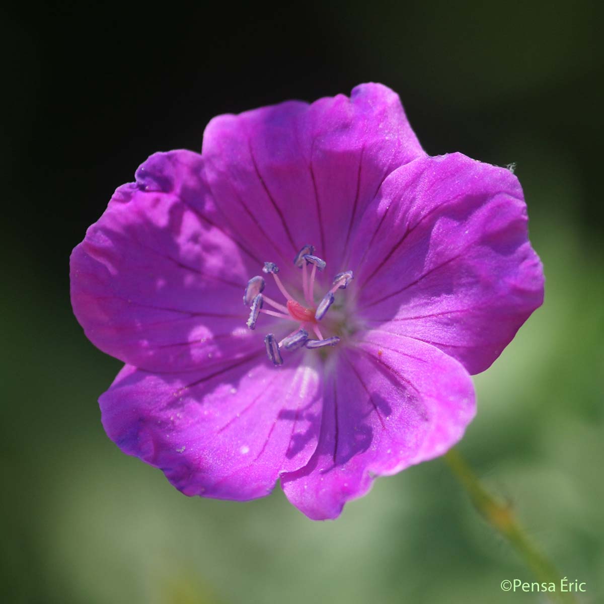 Géranium sanguin - Geranium sanguineum