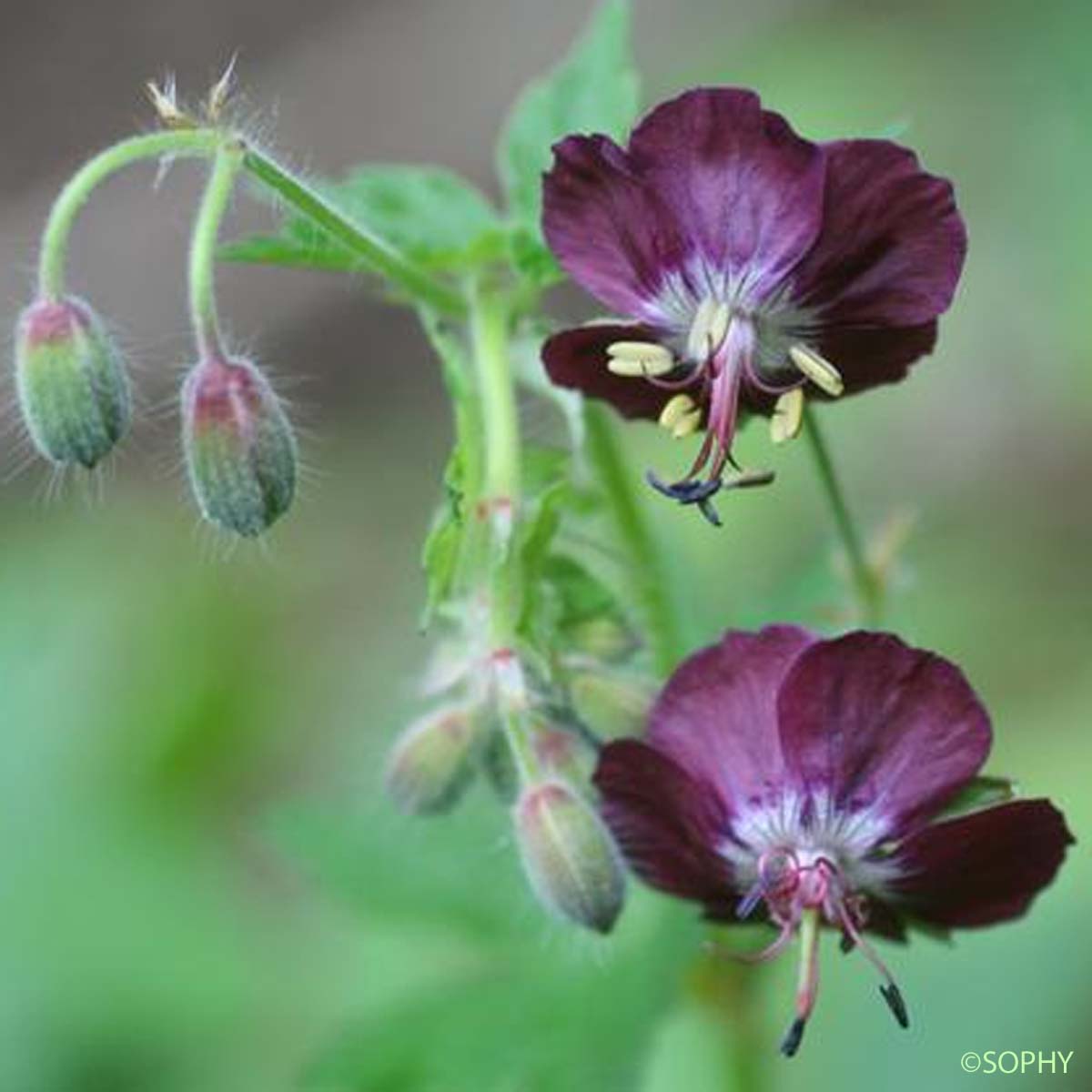 Géranium sombre - Geranium phaeum