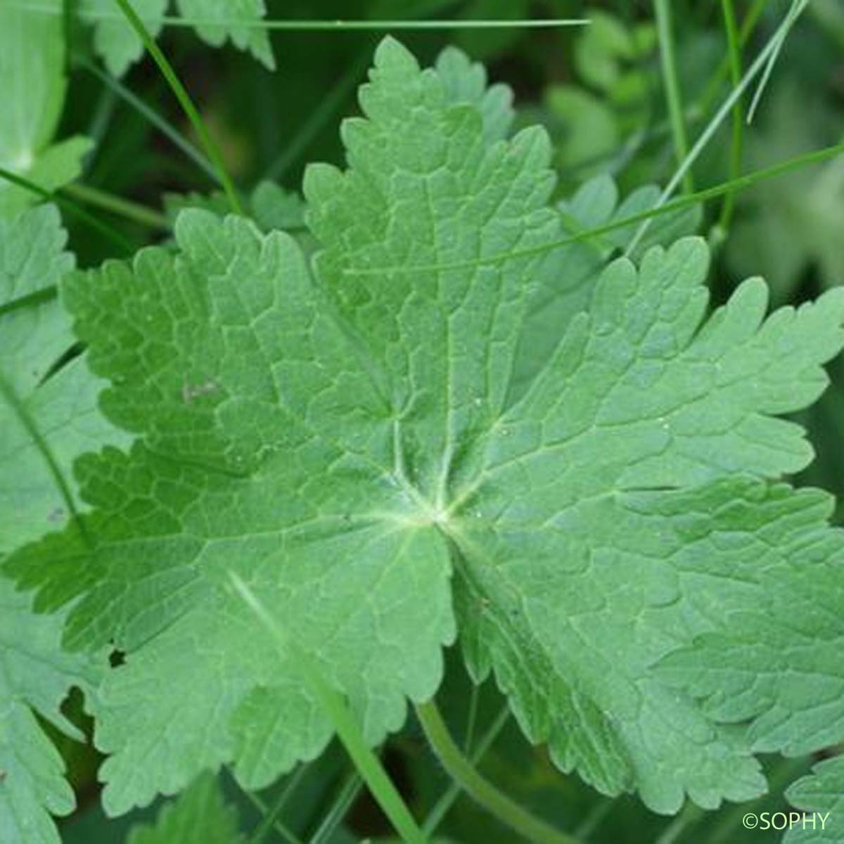 Géranium sombre - Geranium phaeum