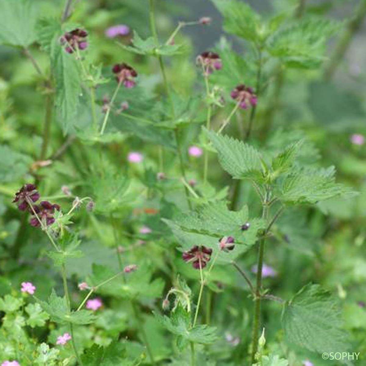 Géranium sombre - Geranium phaeum