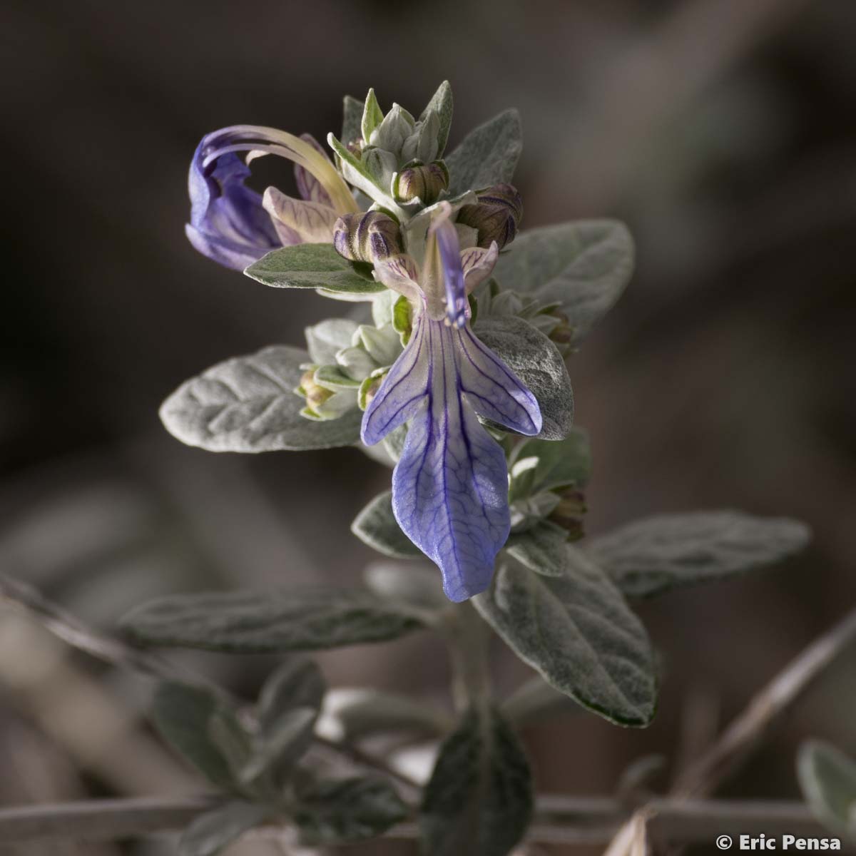 Germandrée arbustive - Teucrium fruticans