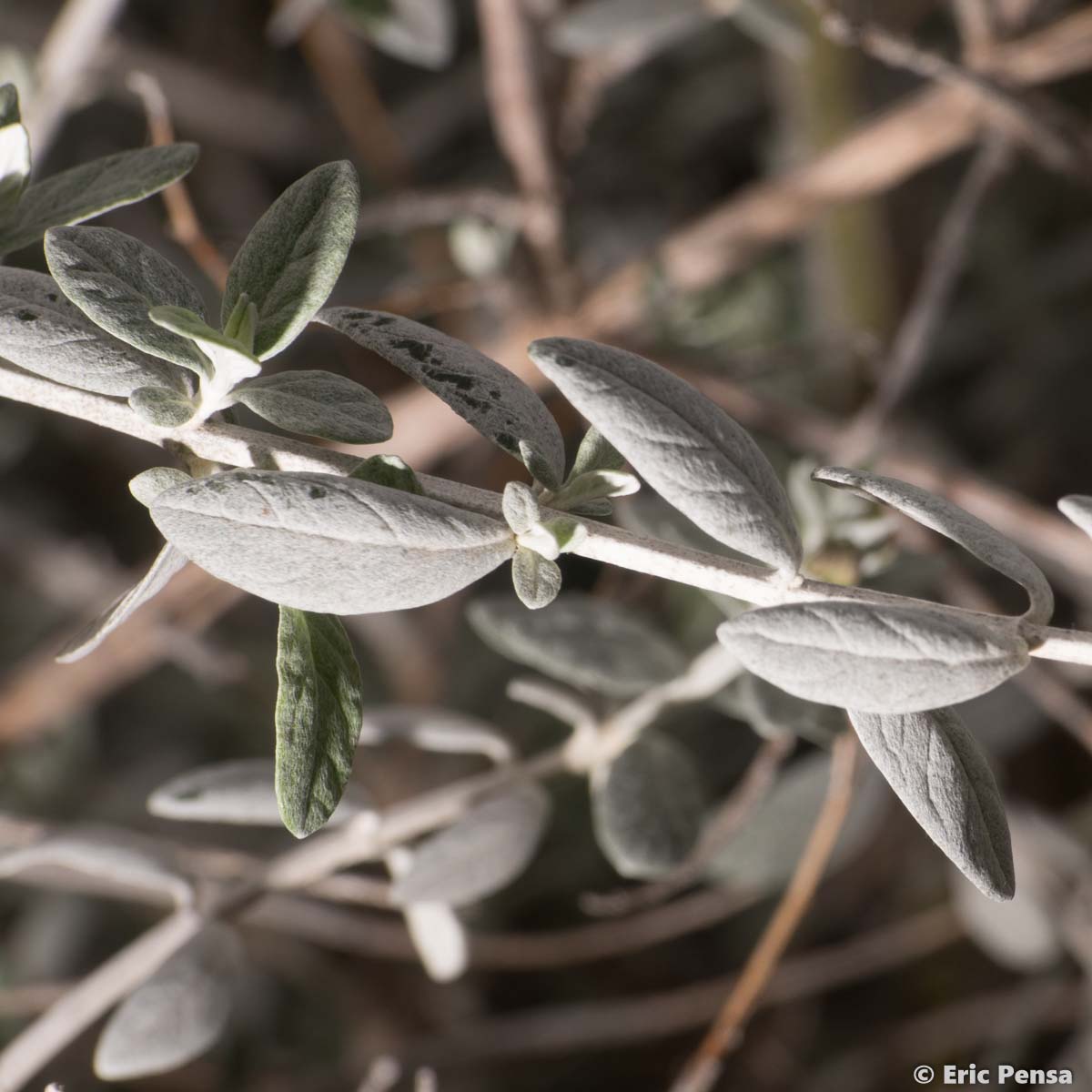 Germandrée arbustive - Teucrium fruticans