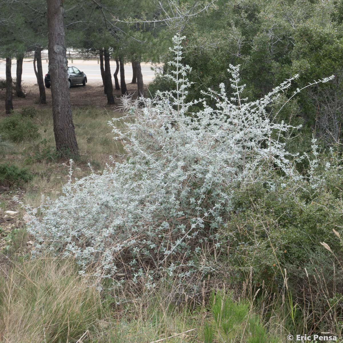 Germandrée arbustive - Teucrium fruticans