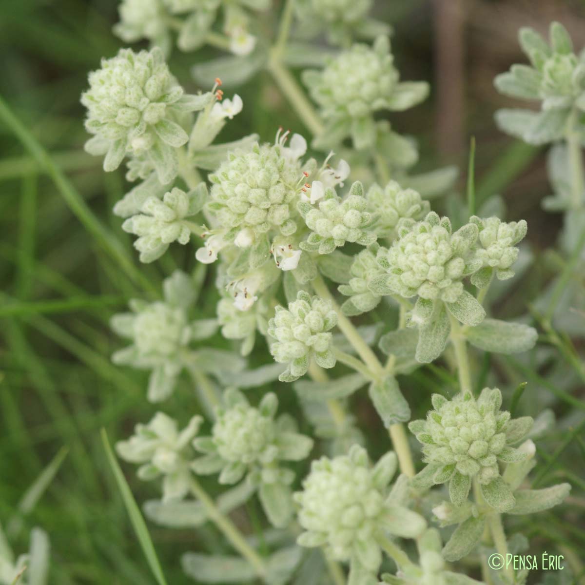 Germandrée blanc-grisâtre - Teucrium polium subsp. polium