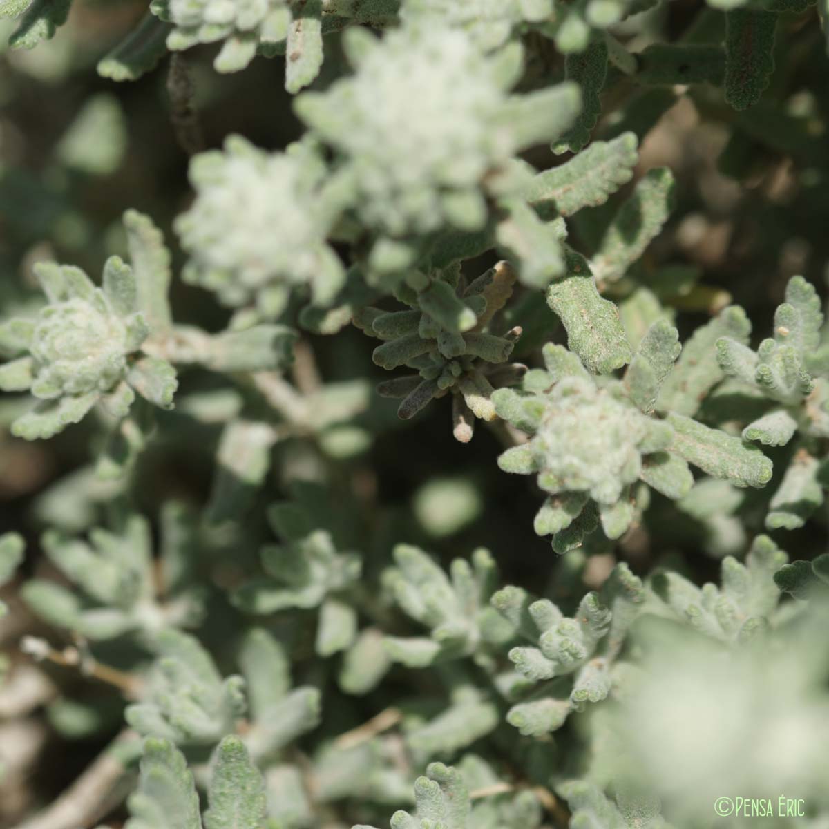 Germandrée blanc-grisâtre - Teucrium polium subsp. polium