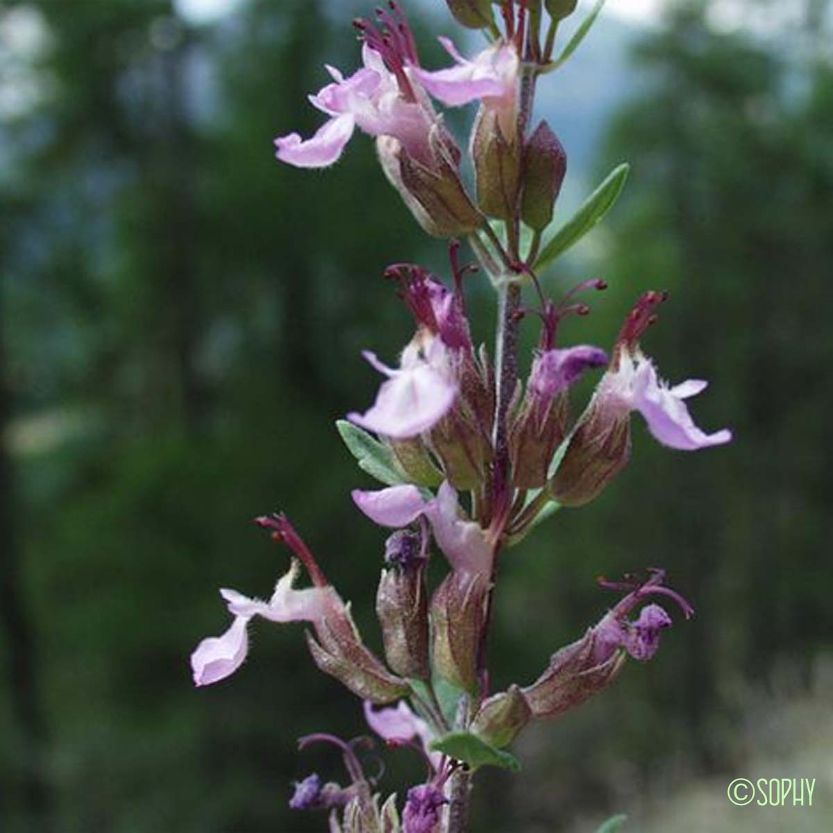 Germandrée brillante - Teucrium lucidum