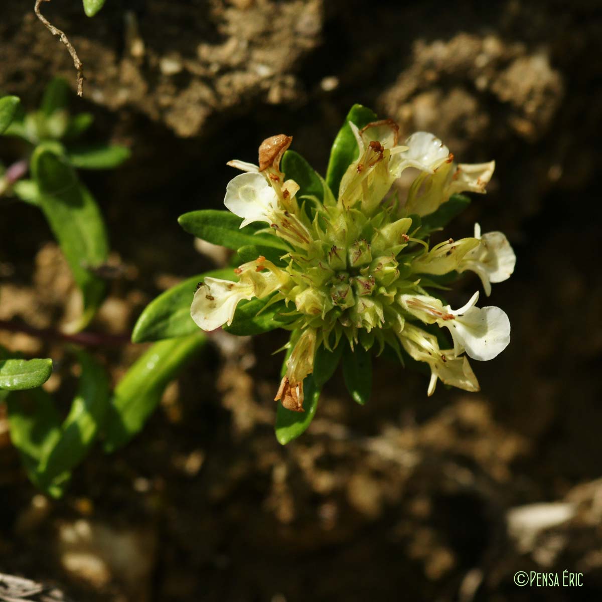 Germandrée des montagnes - Teucrium montanum