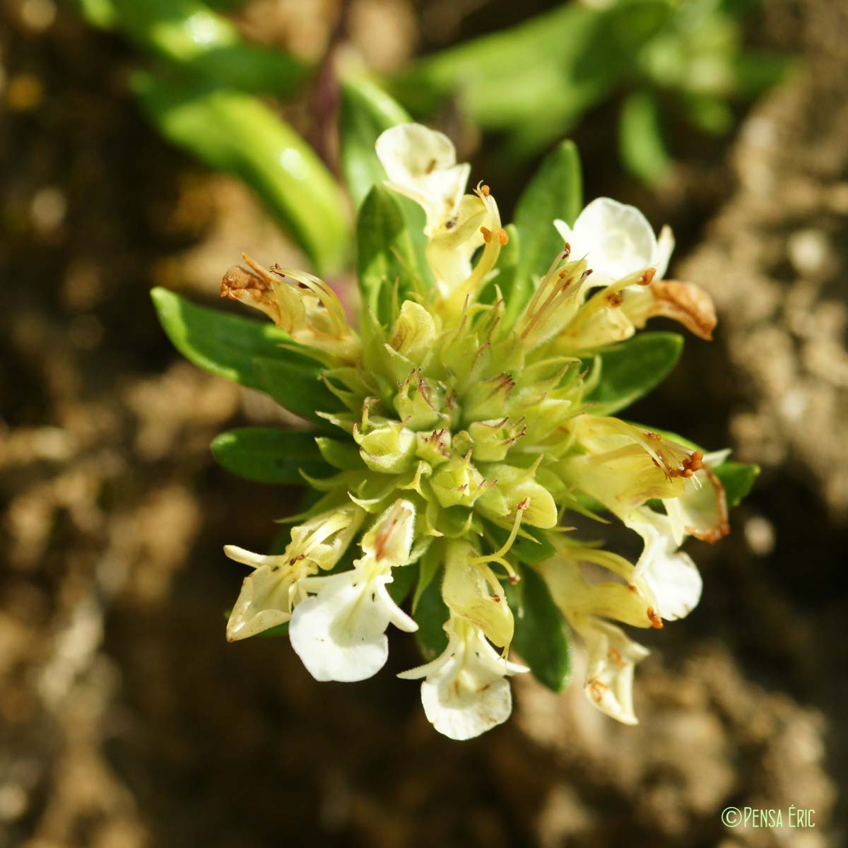 Germandrée des montagnes - Teucrium montanum