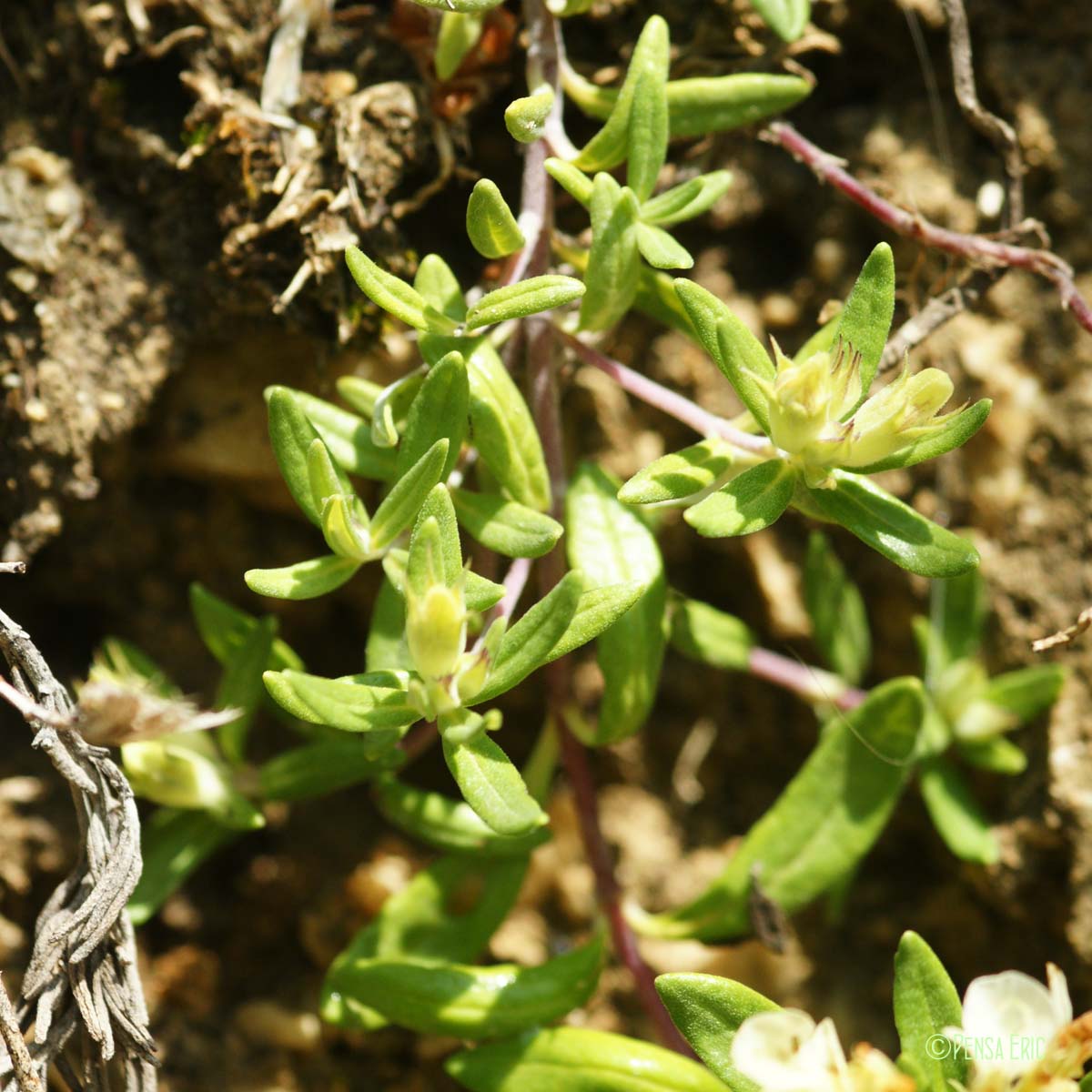 Germandrée des montagnes - Teucrium montanum