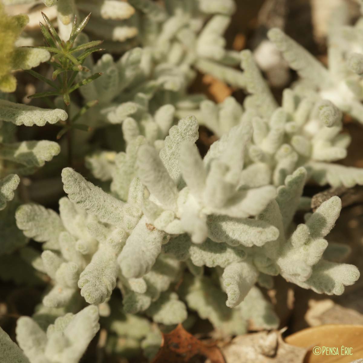 Germandrée dorée - Teucrium aureum