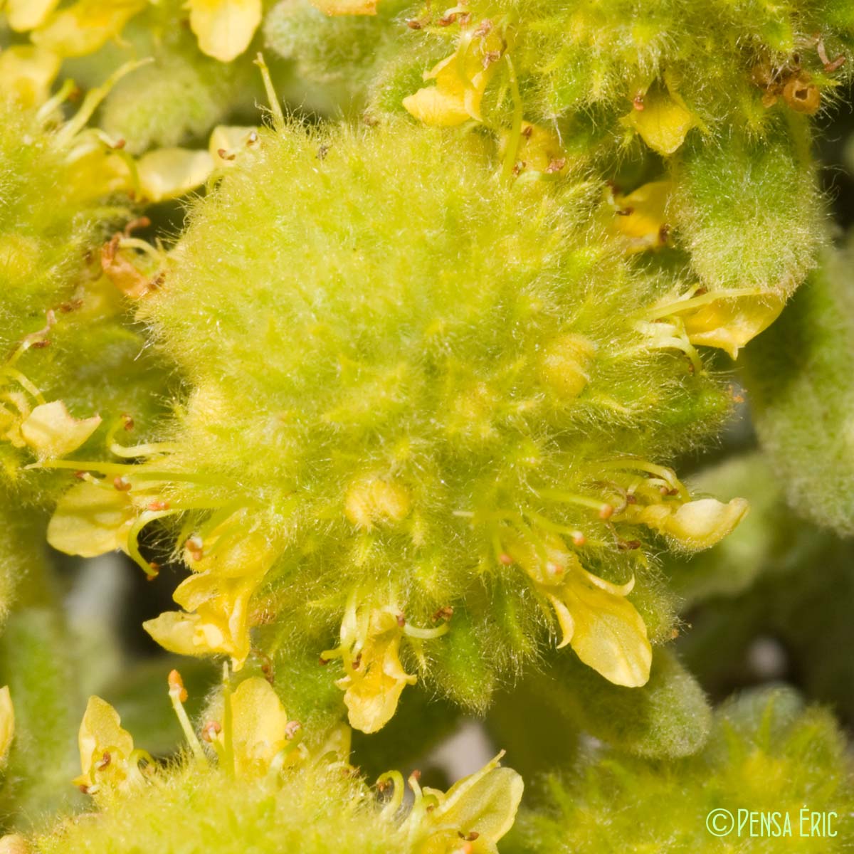 Germandrée dorée - Teucrium aureum