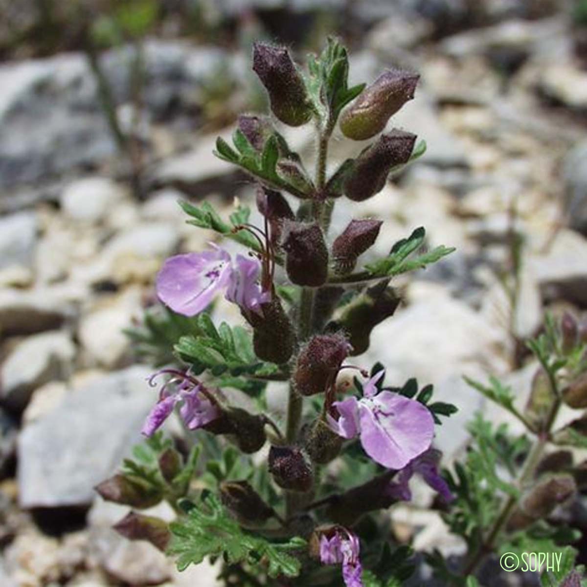 Germandrée en grappe - Teucrium botrys