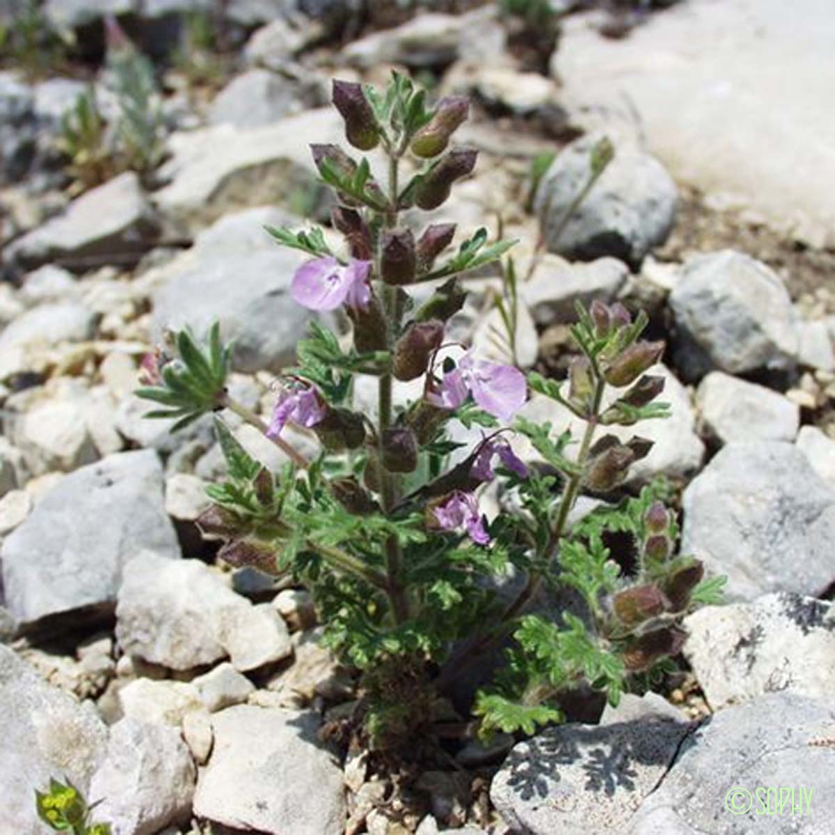 Germandrée en grappe - Teucrium botrys