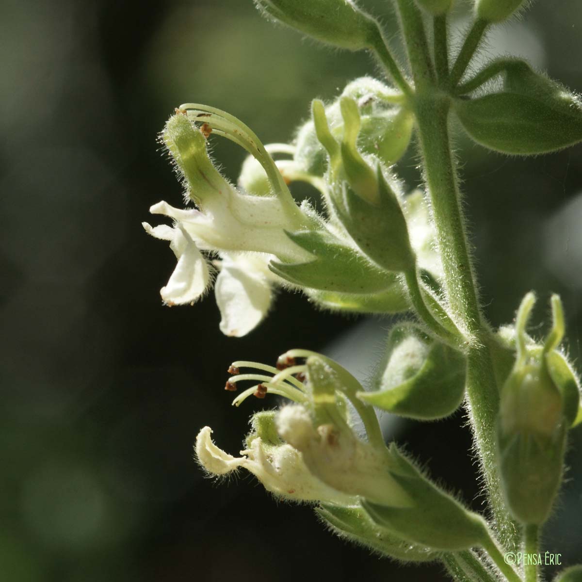 Germandrée jaune - Teucrium flavum subsp. flavum