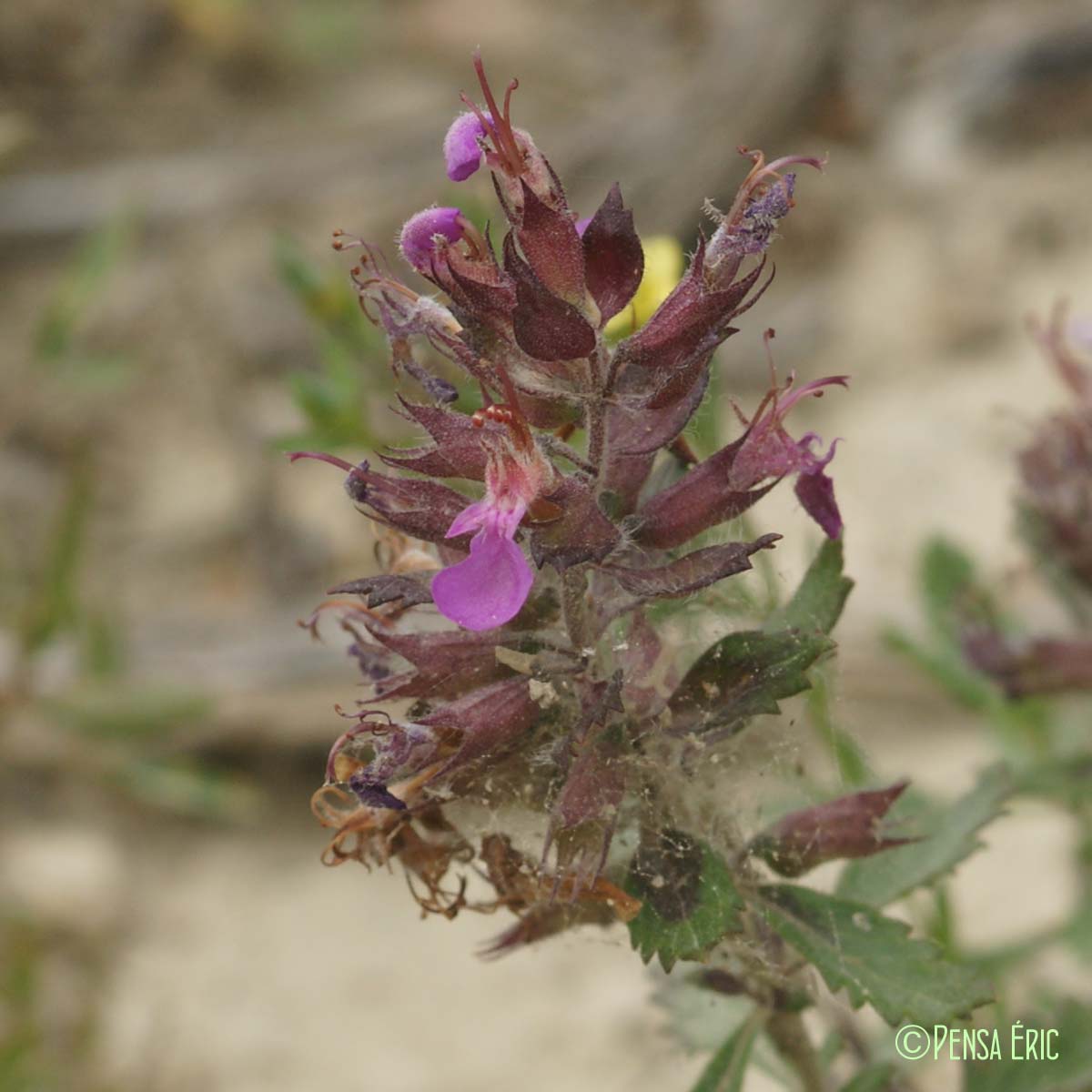 Germandrée petit-chêne - Teucrium chamaedrys