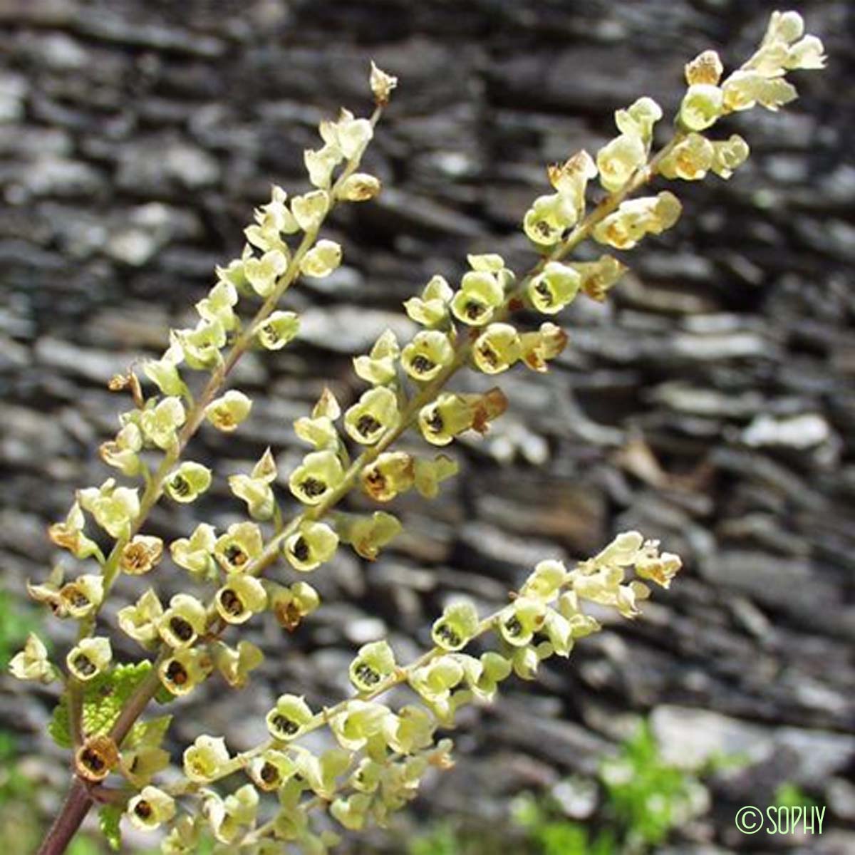 Germandrée Scorodoine - Teucrium scorodonia